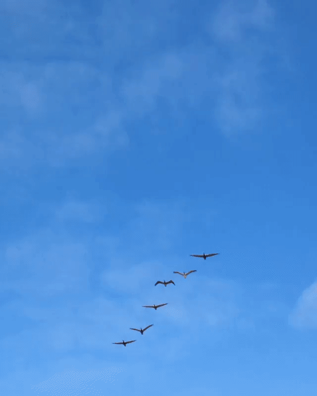 Журавли 9 мая видео. Стая журавлей в небе. Птицы летают. Полет птицы. Клин журавлей в небе.