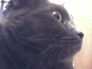 Funny Cat Face GIFs