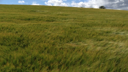 Waves barley GIF on GIFER - by Nikolmaran