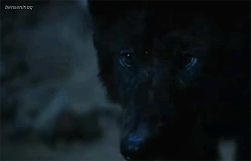 Wolf teen wolf GIF on GIFER - by Dilkis