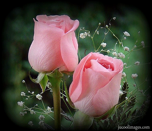 Rose rosa GIF on GIFER - by Bugra