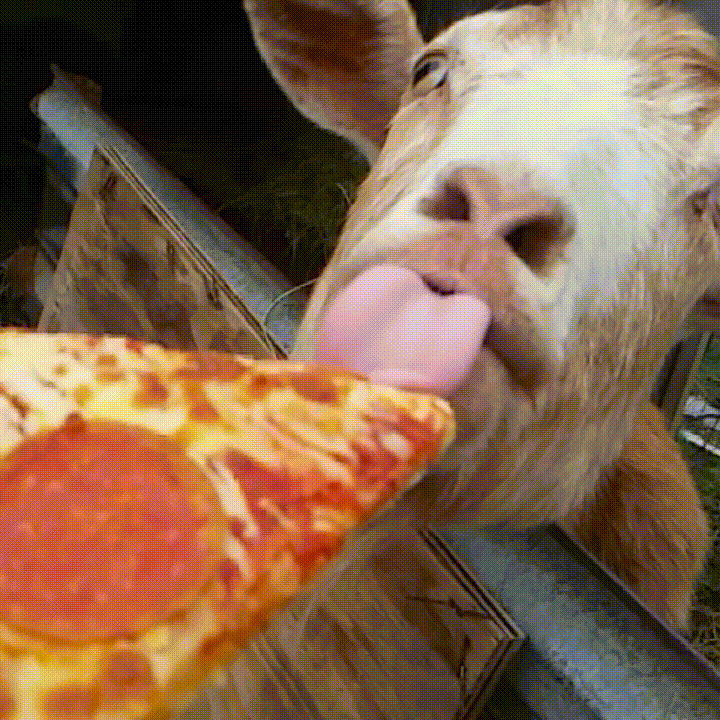 На этой анимированной гифке: пицца, козел, Скачайте гиф любовь, от Burizar ...