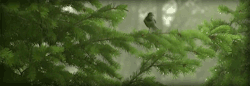 Tree Four Gif Trees GIF on GIFER - by Arazan