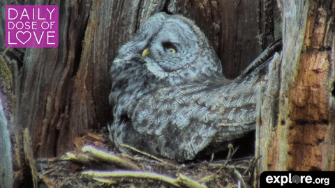 explore bird cam