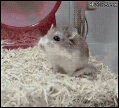 4amR.gif