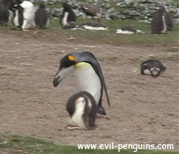 Penguins Baby Penguin Gif Find On Gifer