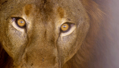Closing eyes lion GIF on GIFER - by Bodora