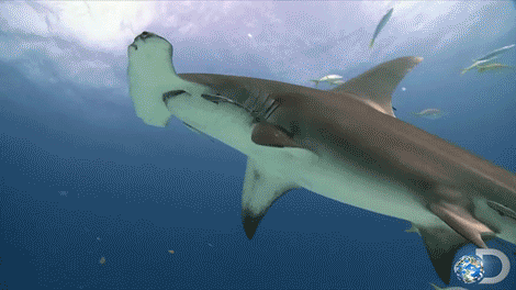 Hammerhead shark wildlife GIF on GIFER - by Vurisar
