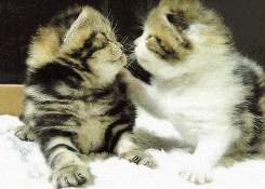Gif S Embrassent Embrasser Chaton Gif Anime Sur Gifer