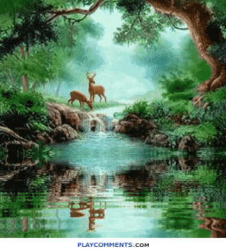 GIF floresta - GIF animado em GIFER - de Nualen