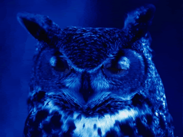 Owl Gif On Gifer By Thordin