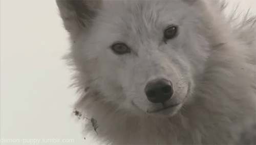 GIF white wolf lobo linda - GIF animado em GIFER - de Kegas