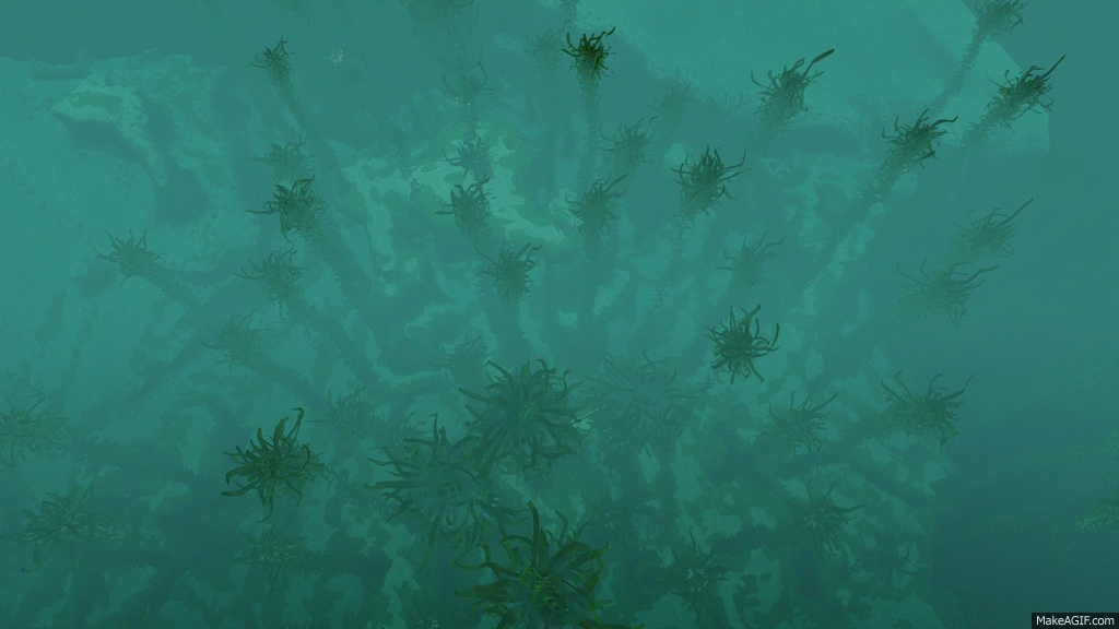 Водоросли гиф. Водоросли в воде. Водоросли gif. Водоросли в экстремальных условиях. Подводный "лес"(Kelp Forest).