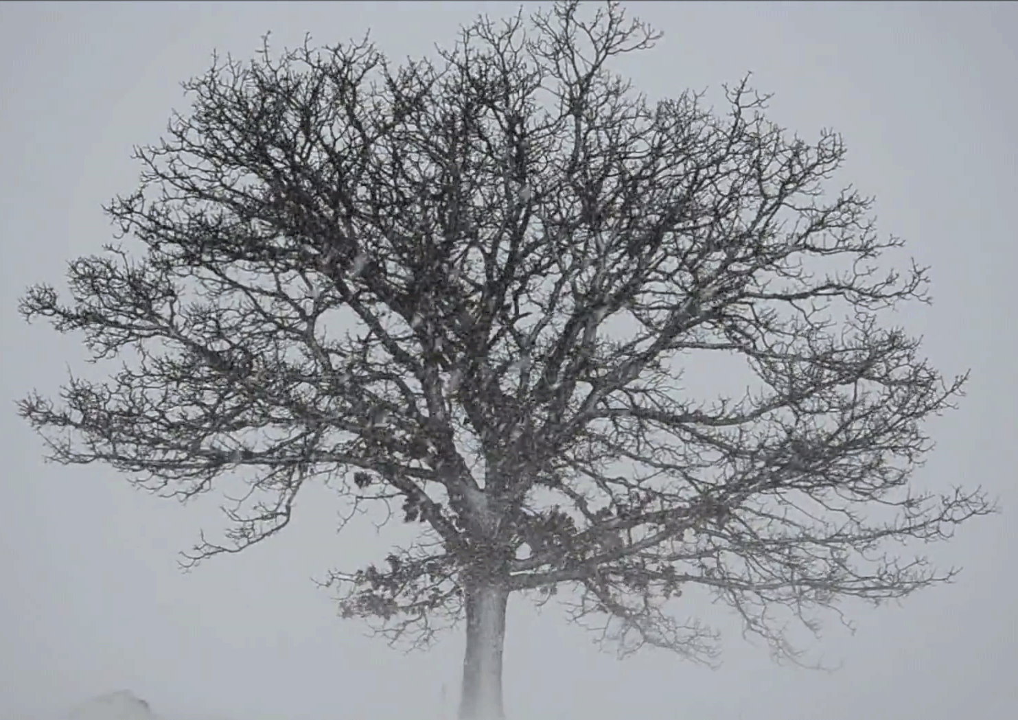Ива хеномелесовидная маунт асо. Осенний ветер. Деревья колышутся. Дерево от ветра. Сильный ветер.
