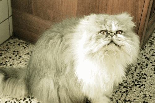 persian cat funny cat gif