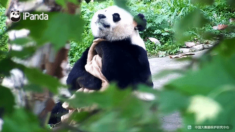 Animaux Cute Panda Gif On Gifer By Cordalas