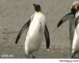 Penguin club penguins GIF on GIFER - by Cordarius