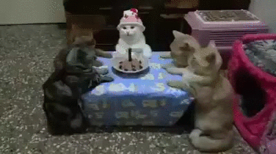 Puss Happy Birthday Gif On Gifer By Corus