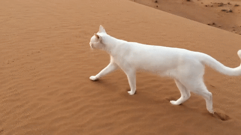 Footprints cat satisfying GIF on GIFER - by Dalagrinn