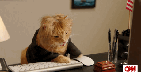 Gif type. Кот печатает на клавиатуре. Кот печатает на клавиатуре гиф. Печатающий кот. Кот с компьютером гиф.