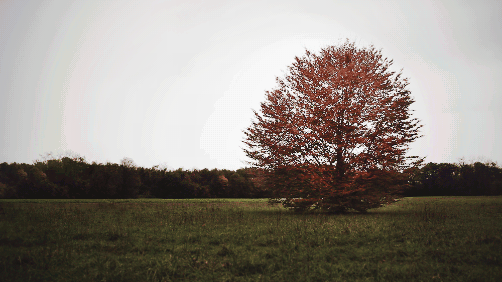 Дерево на ветру. Деревья колышутся. Осеннее дерево на ветру. Одинокое дерево на ветру.