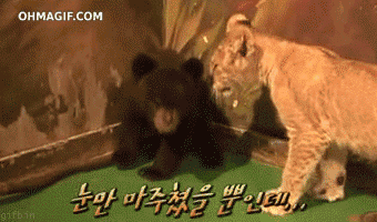Funny animals GIF on GIFER - by Fordre