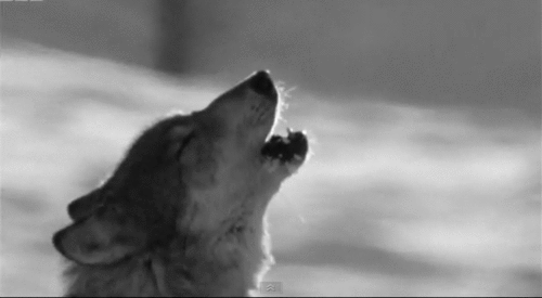 howling wolf animated gif