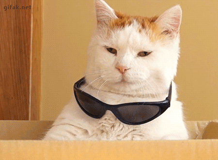 GIF cool cat - animated GIF on GIFER - by Dit