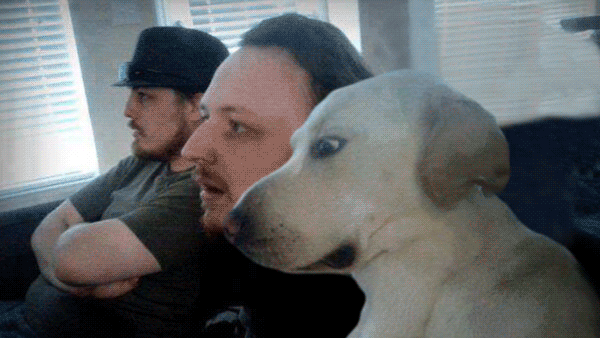 surprised dog gif surprised dog gif