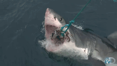 GIF discovery channel swimming animals - animated GIF on GIFER - by ...