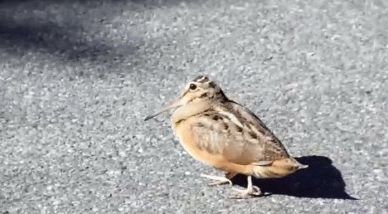 Dancing Bird