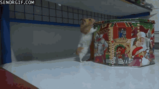 Hamster Steals Some Treats Meme Gif On Gifer By Manis