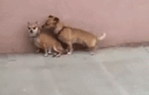 Animal Sex Porn Gifs - Dogs cute sexy times for a dogg GIF on GIFER - by Nuameena