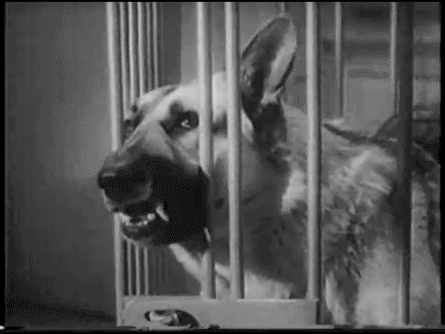 Собака лает на окно. Лающая собака gif. собака лает гиф. овчарка гиф.