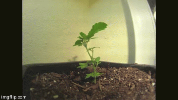 Maconha Marihuana Plant Gif On Gifer By Tholune