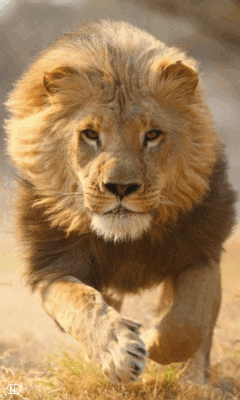 GIF lion animated GIF on GIFER by Voodoozil
