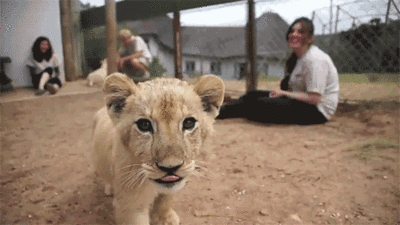 Funny cute animal GIF on GIFER - by Aganis