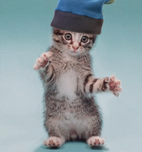 GIF cat happy dance funny dance - animated GIF on GIFER - by Siralore
