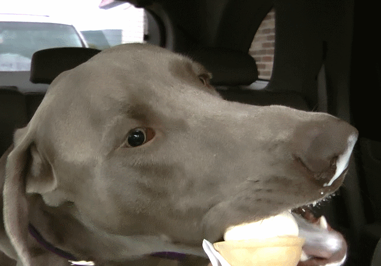 Dog eats ice cream - GIF - Imgur