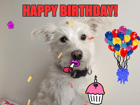 happy birthday gif funny dog