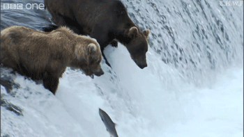Fish fisch GIF on GIFER - by Burilv
