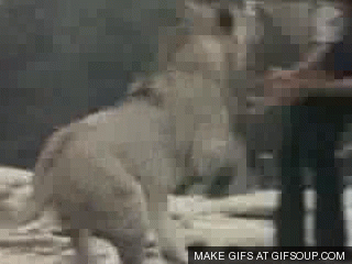 Gif Lion Animated Gif On Gifer By Androth