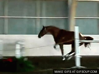 jumping horse gif