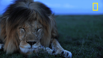 Lion waking up funny GIF on GIFER - by Sternseeker