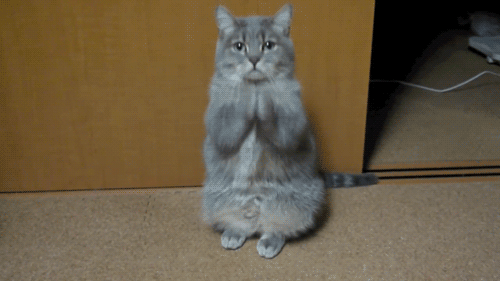 Cat my girl macaulay culkin GIF on GIFER - by Lightbinder