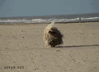 Image result for dog running on beach gif