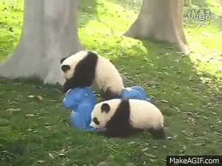 Baby Panda Gif Auf Gifer Von Andronara