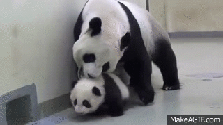 Baby Panda Gif Auf Gifer Von Narius