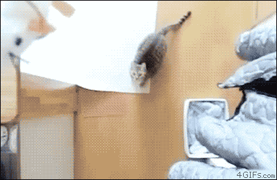 cat-trippy-springs-gif-on-gifer-by-thoath
