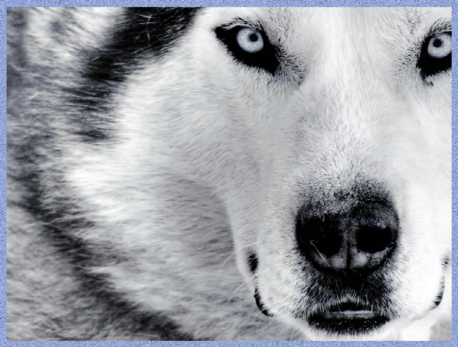white wolf with blue eyes gif